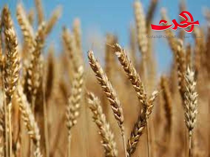 رئيس اتحاد الفلاحين في دمشق وريفها : هذا العام لن يكون عام القمح!
