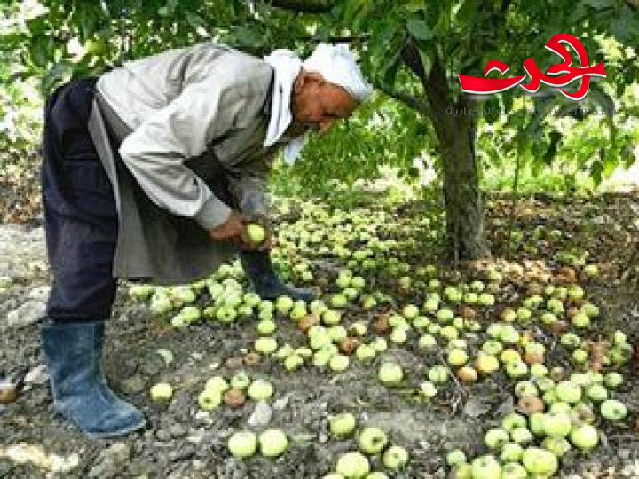 حماه: اتحاد الفلاحين يغرّد خارج سرب أوجاع مزارعي التفاح