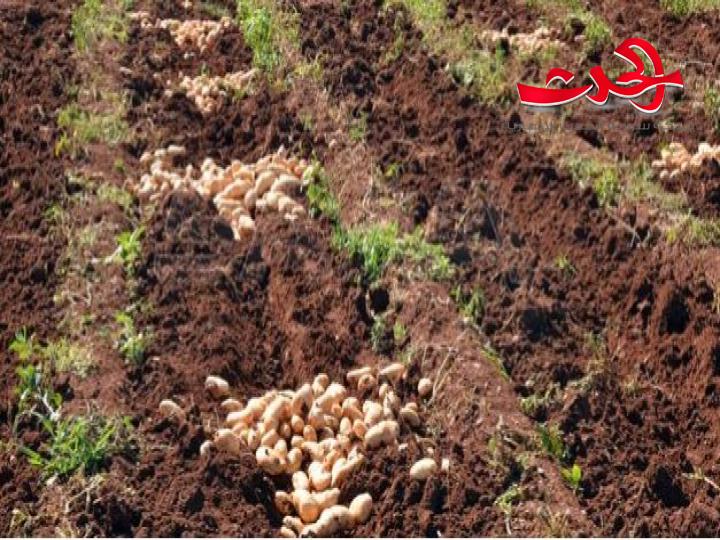 في حماة : تخصيص أكثر من 4000 هكتار لزراعة البطاطا 