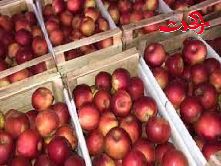 السويداء : السورية للتجارة تسوق 350 طناً من التفاح.