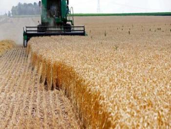 في الرقة : زراعة 172 ألف هكتار من القمح