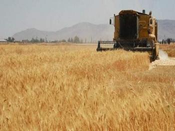 فلاحون: أسعار شراء القمح مع الدعم المقدم للمحروقات والأسمدة يشجع على العمل والإنتاج