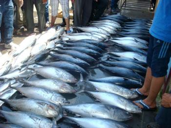 ارتفاع أسعار الأسماك البحرية.والسبب؟