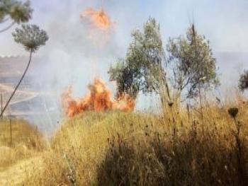 ريف حمص: إخماد حريق بأشجار زيتون وأعشاب يابسة 