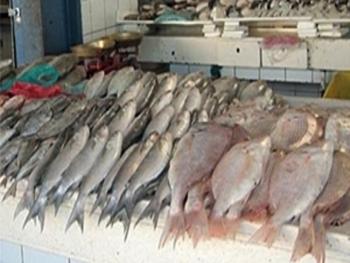 حالات تسمم بأسماك "البلميدا " في اللاذقية  