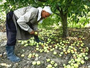حماه: اتحاد الفلاحين يغرّد خارج سرب أوجاع مزارعي التفاح