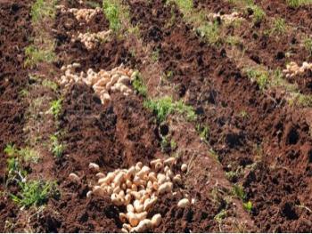 في حماة : تخصيص أكثر من 4000 هكتار لزراعة البطاطا 