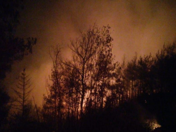  الحرائق تقضي 350 دونماً معظمها غابات صنوبرية في اللاذقية