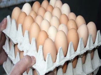 البيض يحلق مجدداً وسعر البيضة الواحدة  500 ليرة.. والسبب؟! 