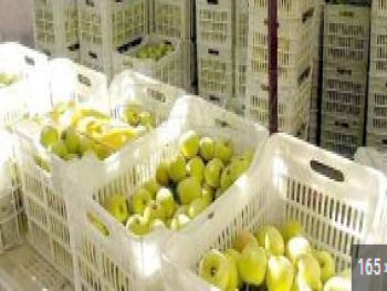 في السويداء : السورية للتجارة تتسوق نحو 1150 طناً من التفاح