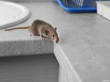 هذه الرائحة تدل على وجود فأر في المطبخ..ماهي ؟