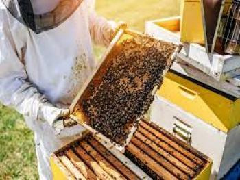 علماء : سم نحل العسل بفعالية ضد الخلايا السرطانية.