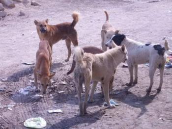كلاب مسعورة متوحشة تأكل طفل في المليحة بريف دمشق 