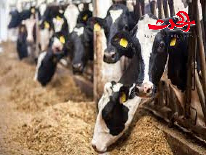 تساؤلات حول استخدام "الإندومي" كعلف للأبقار