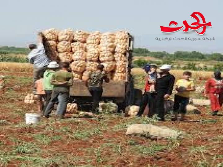 الزراعة في سورية احتضرت وستدفن..