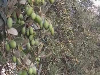 توقعات بزيادة إنتاج الزيتون في سورية لعام 2022