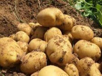 مجلس الوزراء: يوافق على استيراد البطاطا من مصر