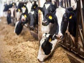 تساؤلات حول استخدام "الإندومي" كعلف للأبقار