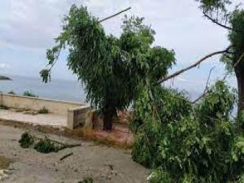 صرف تعويضات للمزارعين المتضررين من العاصفة في اللاذقية 