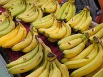 50 ألف طن من الموز اللبناني الى الأسواق السورية