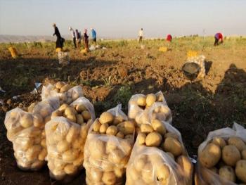 إيقاف تصدير مادة البطاطا خلال فترة إنتاج العروة الربيعية