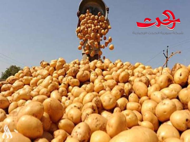 اتحاد غرف الزراعة : سعر البطاطا لن يزيد عن 1500 ليرة لعام كامل