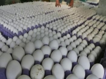 سعر البيضة الواحدة إلى 2000 ليرة و سعر الصحن وصل لـ 55 ألفاً